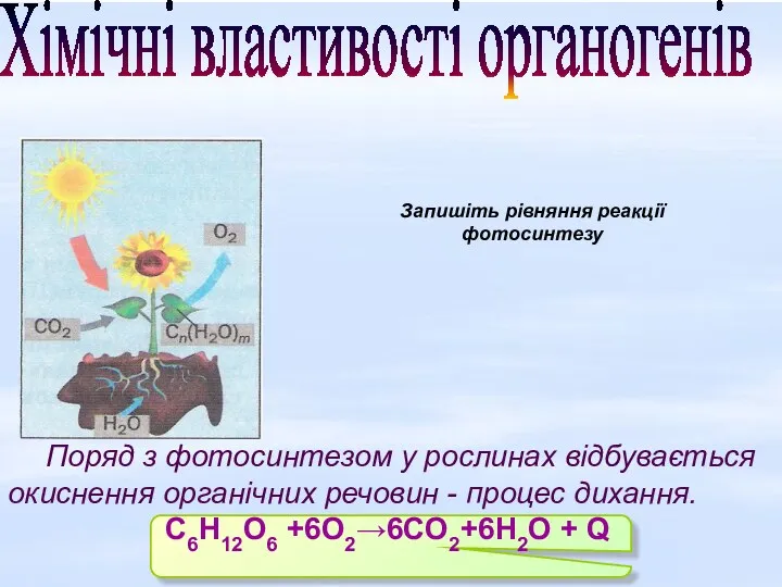 Поряд з фотосинтезом у рослинах відбувається окиснення органічних речовин -