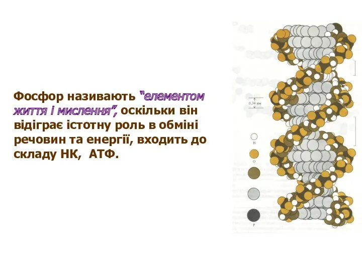 Фосфор називають “елементом життя і мислення”, оскільки він відіграє істотну