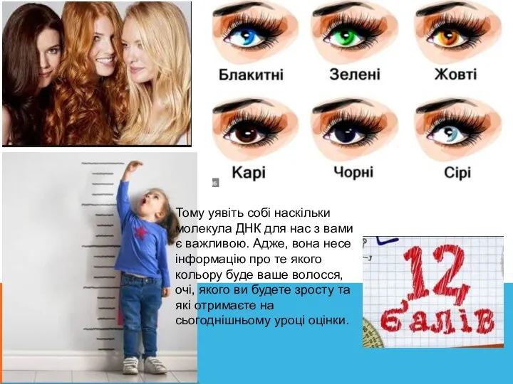 Тому уявіть собі наскільки молекула ДНК для нас з вами є важливою. Адже,