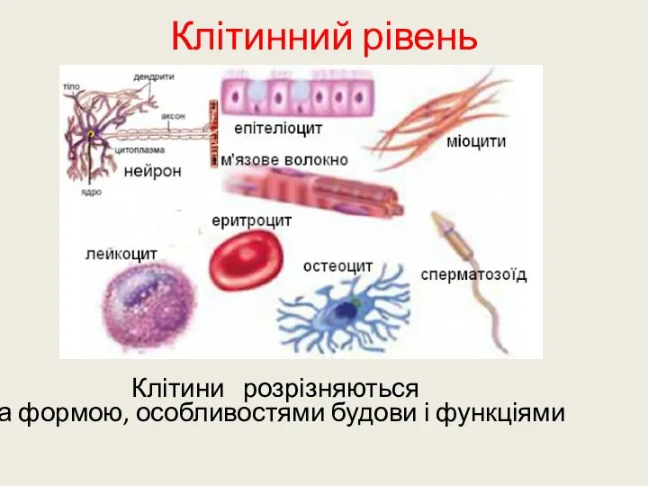 Клітинний рівень Клітини розрізняються за формою, особливостями будови і функціями