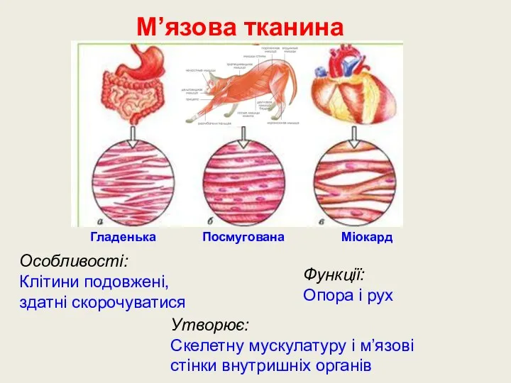 Утворює: Скелетну мускулатуру і м’язові стінки внутришніх органів Функції: Опора