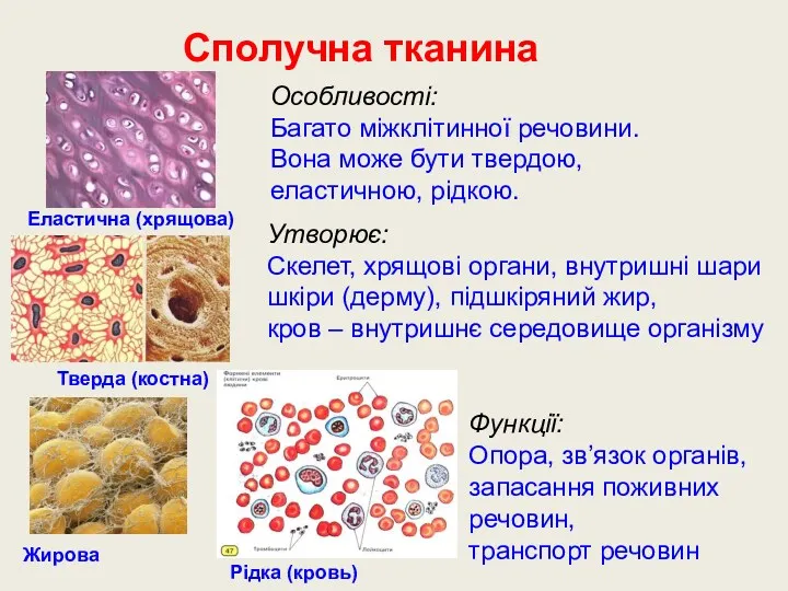 Сполучна тканина Особливості: Багато міжклітинної речовини. Вона може бути твердою,