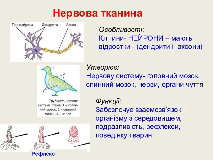 Нервова тканина Особливості: Клітини- НЕЙРОНИ – мають відростки - (дендрити