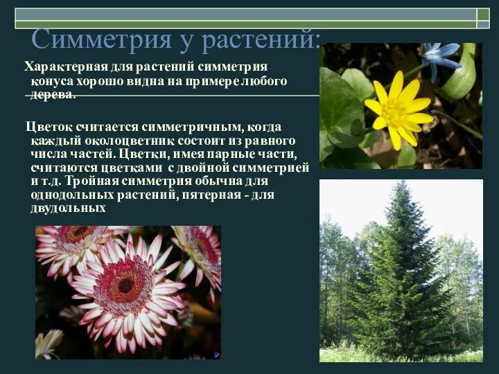 Симметрия у растений: Характерная для растений симметрия конуса хорошо видна