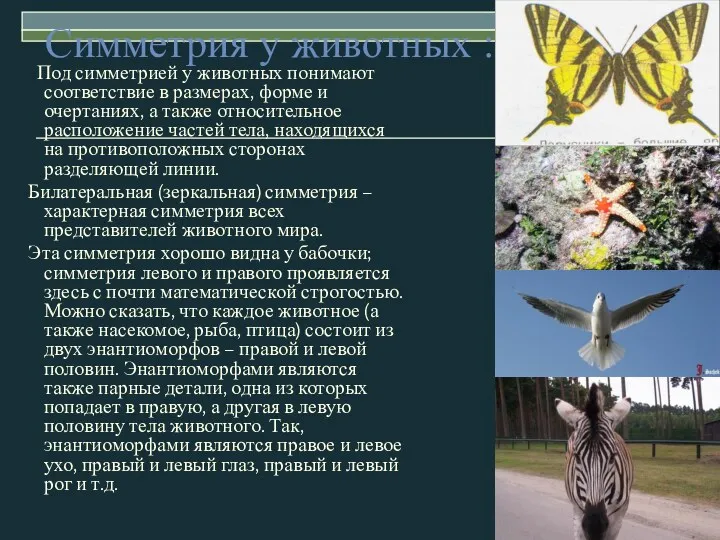 Симметрия у животных : Под симметрией у животных понимают соответствие
