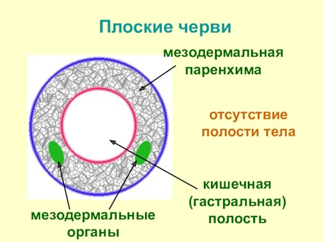 Плоские черви отсутствие полости тела кишечная (гастральная) полость мезодермальные органы мезодермальная паренхима