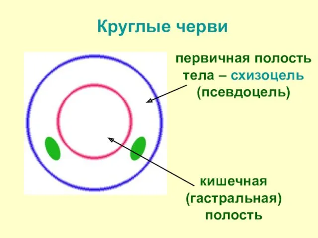 Круглые черви кишечная (гастральная) полость первичная полость тела – схизоцель (псевдоцель)