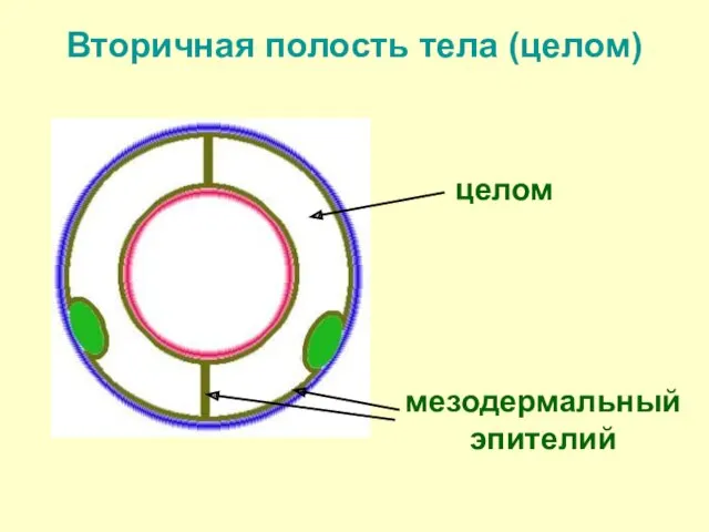 Вторичная полость тела (целом) целом мезодермальный эпителий