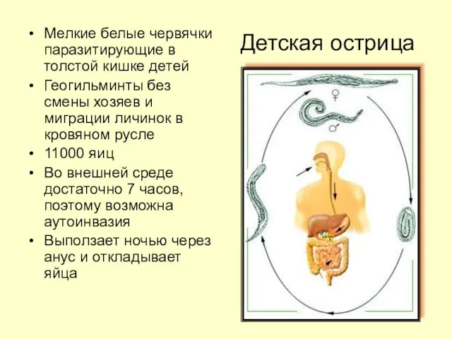 Детская острица Мелкие белые червячки паразитирующие в толстой кишке детей