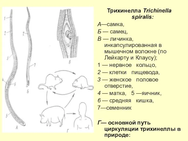 Трихинелла Trichinella spiralis: A—самка, Б — самец, В — личинка,