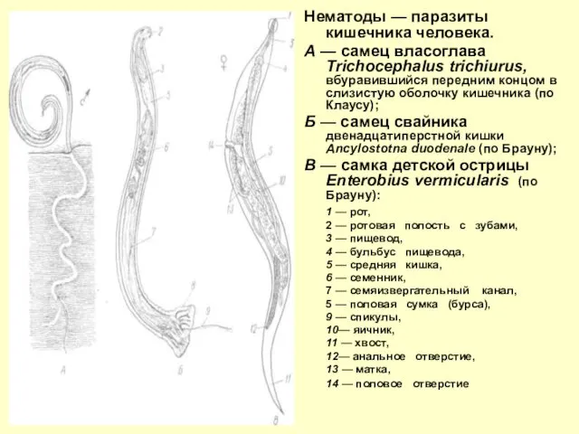 Нематоды — паразиты кишечника человека. А — самец власоглава Trichocephalus