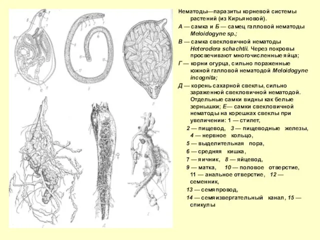 Нематоды—паразиты корневой системы растений (из Кирьяновой). А — самка и