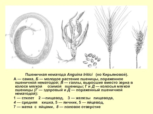 Пшеничная нематода Anguina Iritici (по Кирьяновой). А — самка, Б