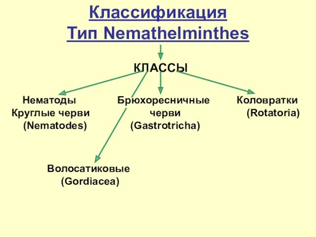 Классификация Тип Nemathelminthes КЛАССЫ Нематоды Круглые черви (Nematodes) Брюхоресничныe черви (Gastrotricha) Коловратки (Rotatoria) Волосатиковые (Gordiacea)