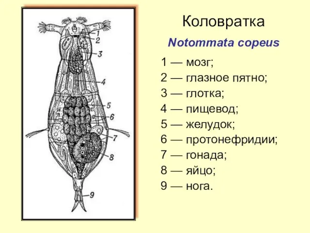 Коловратка Notommata copeus 1 — мозг; 2 — глазное пятно;
