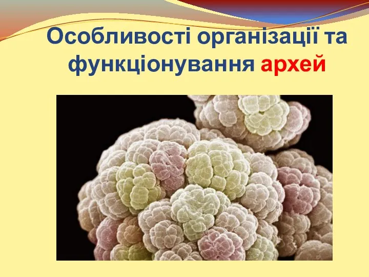 Особливості організації та функціонування архей