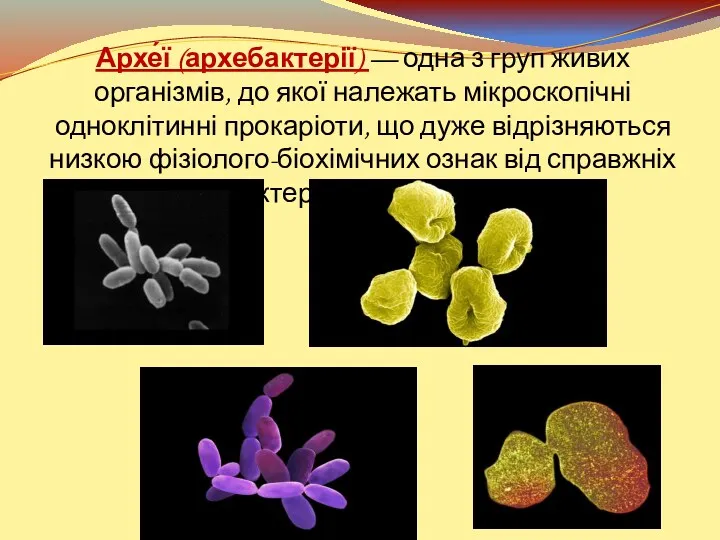 Архе́ї (архебактерії) — одна з груп живих організмів, до якої