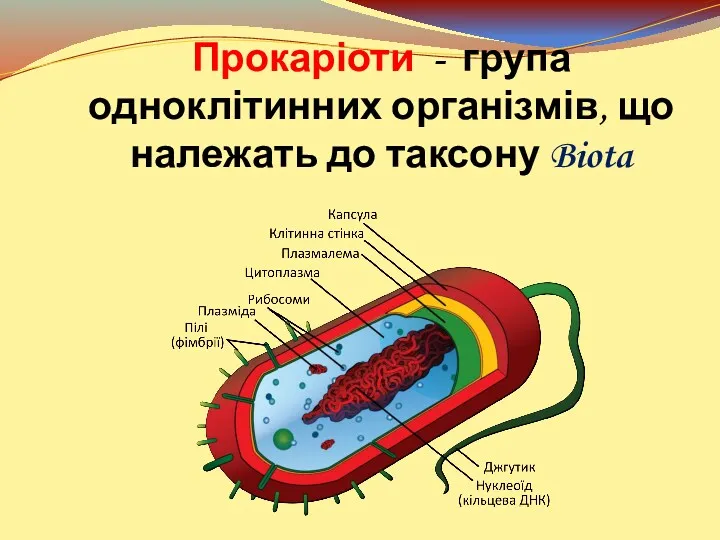 Прокаріоти - група одноклітинних організмів, що належать до таксону Biota