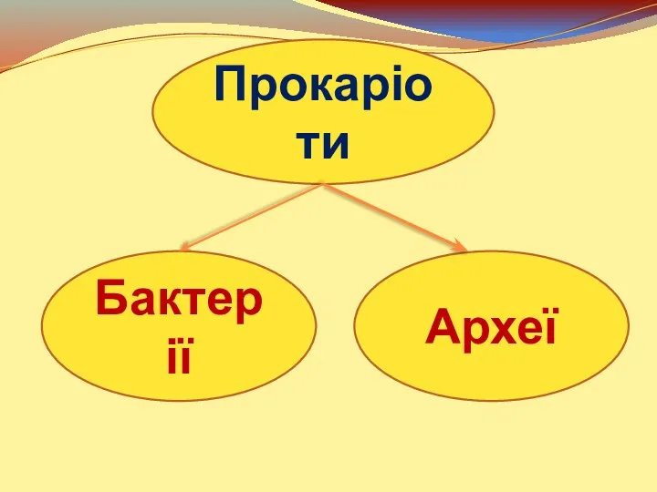 Прокаріоти Бактерії Археї