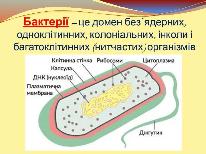 Бактерії – це домен без΄ядерних, одноклітинних, колоніальних, інколи і багатоклітинних (нитчастих) організмів