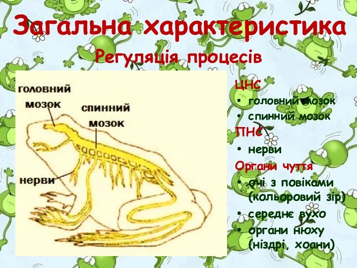 ЦНС головний мозок спинний мозок ПНС нерви Органи чуття очі