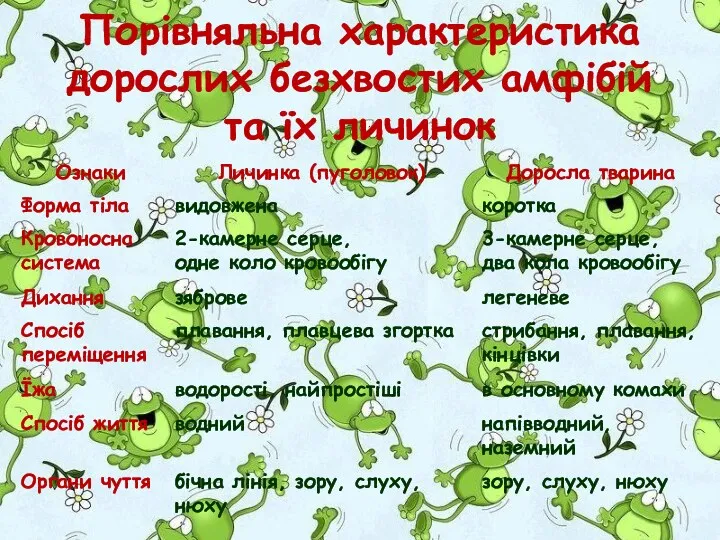 Порівняльна характеристика дорослих безхвостих амфібій та їх личинок