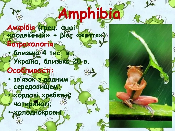 Amphibia Амфі́бія (грец. ἀμφί- «подвійний» + βίος «життя») Батрахологія близько