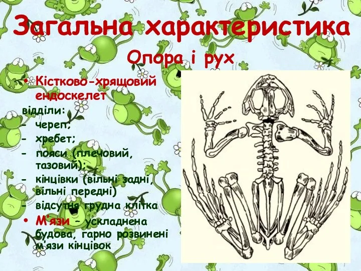 Загальна характеристика Кістково-хрящовий ендоскелет відділи: череп; хребет; пояси (плечовий, тазовий);