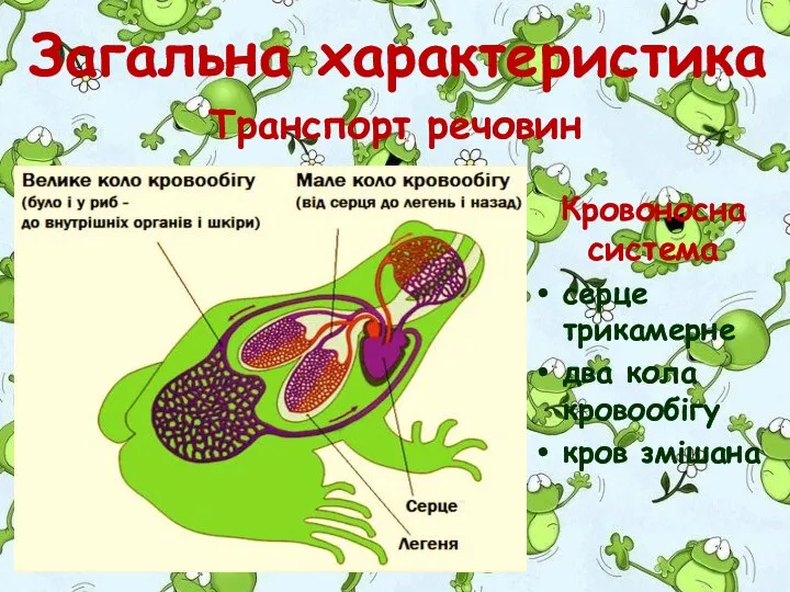 Кровоносна система серце трикамерне два кола кровообігу кров змішана Загальна характеристика Транспорт речовин