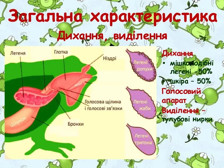 Дихання мішкоподібні легені -50% шкіра – 50% Голосовий апарат Виділення