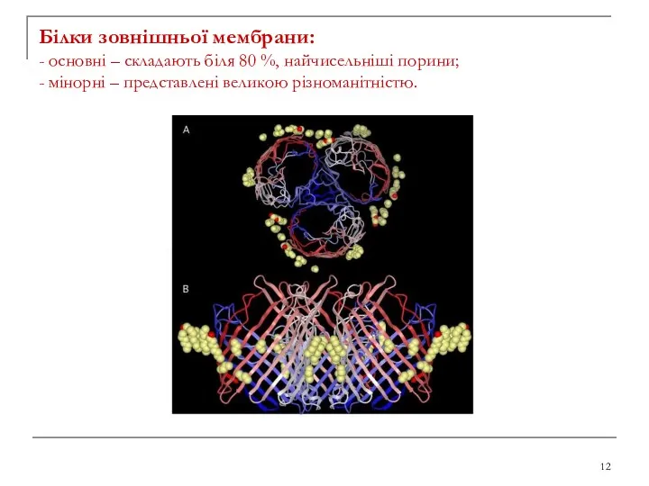 Білки зовнішньої мембрани: - основні – складають біля 80 %, найчисельніші порини; -