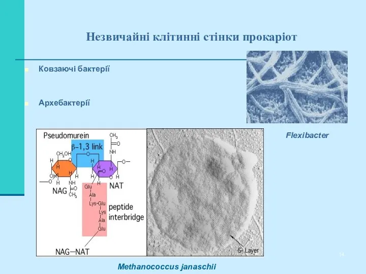 Незвичайні клітинні стінки прокаріот Ковзаючі бактерії Архебактерії Flexibacter Methanococcus janaschii