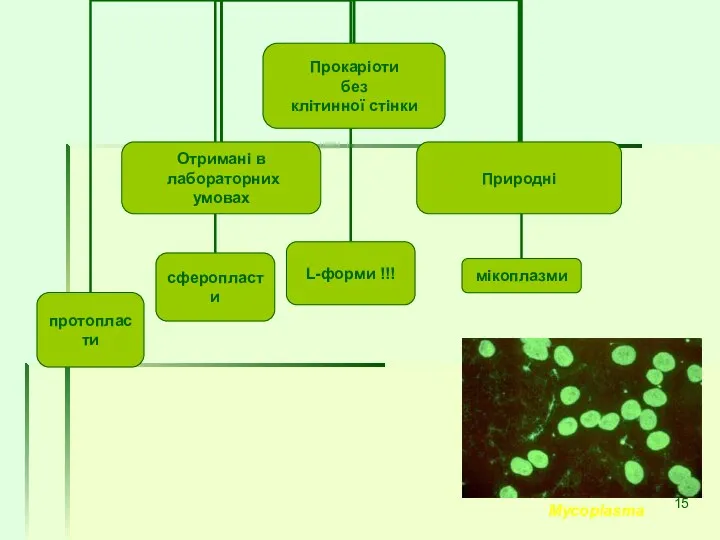 Mycoplasma