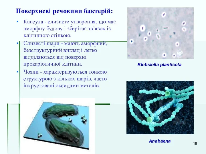 Поверхневі речовини бактерій: Klebsiella planticola Капсула - слизисте утворення, що має аморфну будову