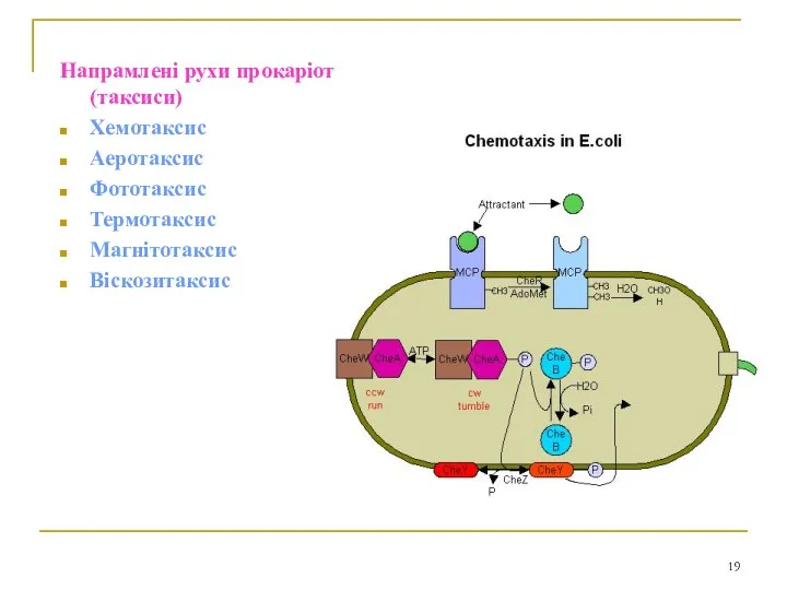 Напрамлені рухи прокаріот (таксиси) Хемотаксис Аеротаксис Фототаксис Термотаксис Магнітотаксис Віскозитаксис