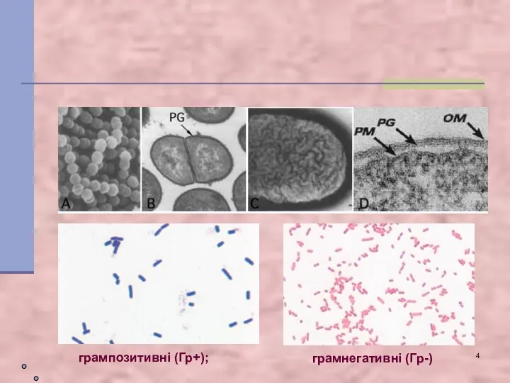грампозитивні (Гр+); грамнегативні (Гр-)