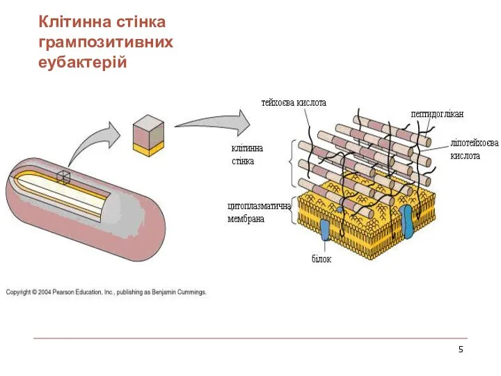 Клітинна стінка грампозитивних еубактерій