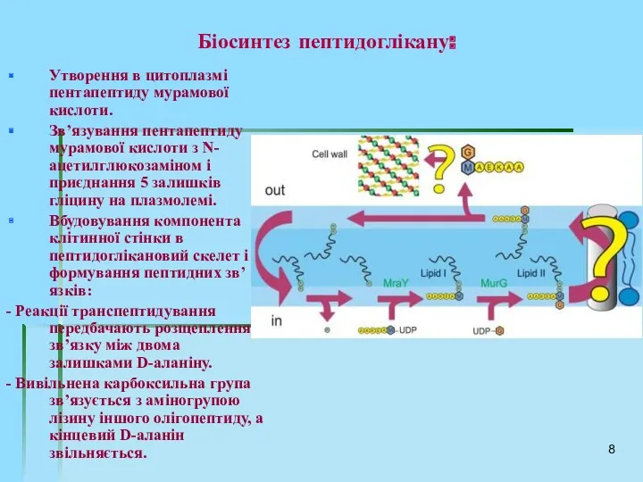 Біосинтез пептидоглікану: Утворення в цитоплазмі пентапептиду мурамової кислоти. Зв’язування пентапептиду мурамової кислоти з