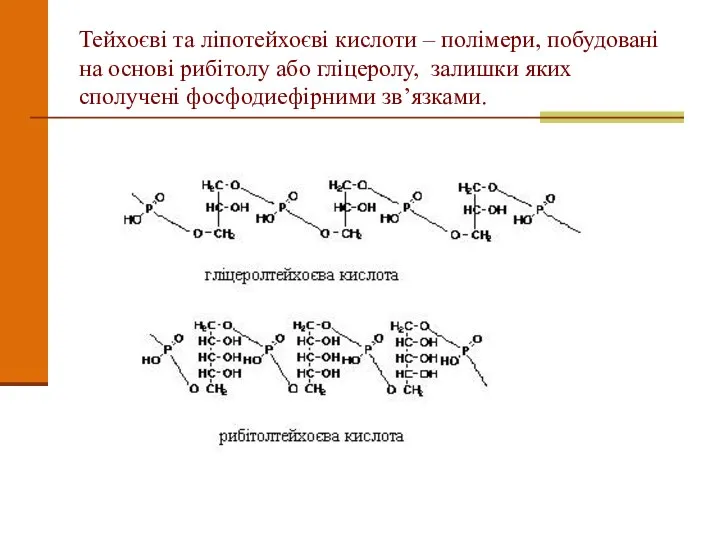 Тейхоєві та ліпотейхоєві кислоти – полімери, побудовані на основі рибітолу або гліцеролу, залишки