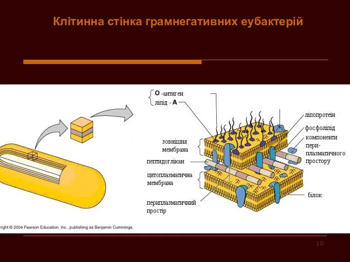 Клітинна стінка грамнегативних еубактерій