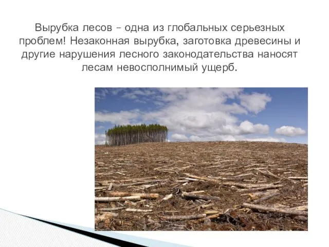 Вырубка лесов – одна из глобальных серьезных проблем! Незаконная вырубка,