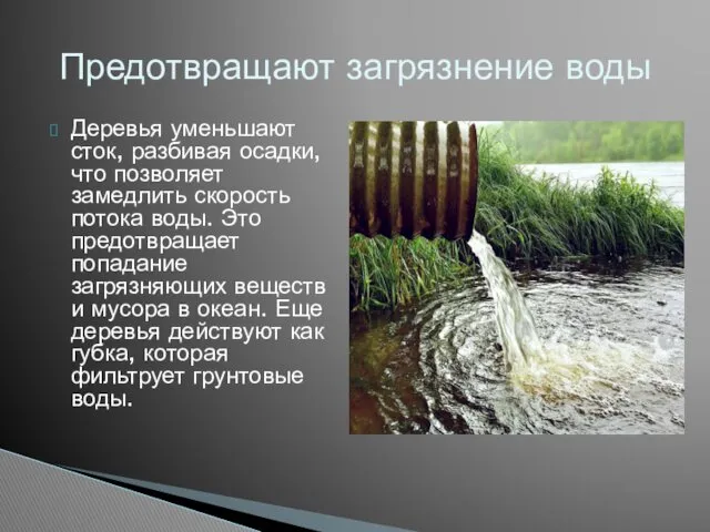 Деревья уменьшают сток, разбивая осадки, что позволяет замедлить скорость потока