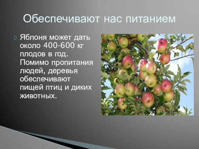 Яблоня может дать около 400-600 кг плодов в год. Помимо