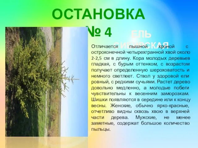 ОСТАНОВКА № 4 ЕЛЬ СИБИРСКАЯ Отличается пышной кроной с остроконечной