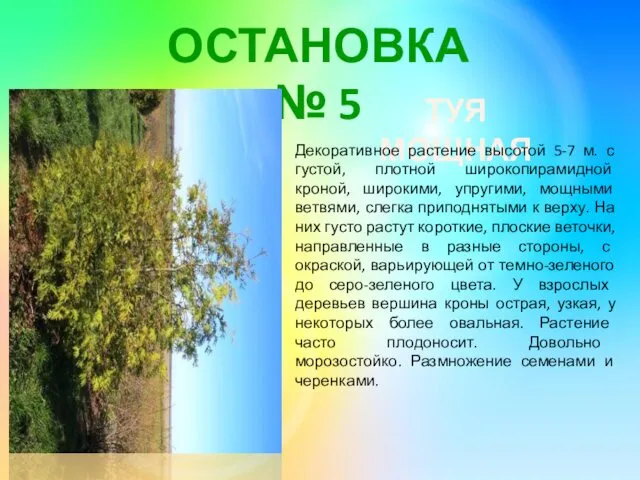 ОСТАНОВКА № 5 ТУЯ МОЩНАЯ Декоративное растение высотой 5-7 м.