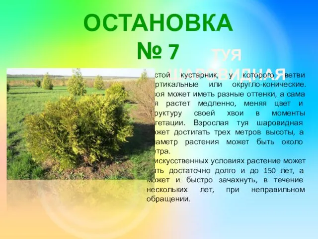 ОСТАНОВКА № 7 ТУЯ ШАРОВИДНАЯ Густой кустарник, у которого ветви