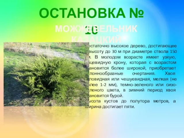 ОСТАНОВКА № 10 МОЖЖЕВЕЛЬНИК КАЗАЦКИЙ Достаточно высокое дерево, достигающее в