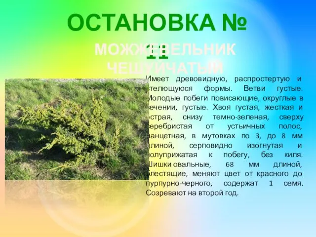 ОСТАНОВКА № 11 МОЖЖЕВЕЛЬНИК ЧЕШУЙЧАТЫЙ Имеет древовидную, распростертую и стелющуюся