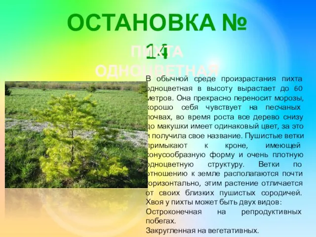 ОСТАНОВКА № 14 ПИХТА ОДНОЦВЕТНАЯ В обычной среде произрастания пихта