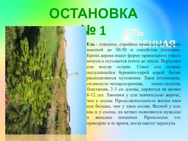 ОСТАНОВКА № 1 ЕЛЬ ОБЫКНОВЕННАЯ Ель - изящное, стройное вечнозеленое